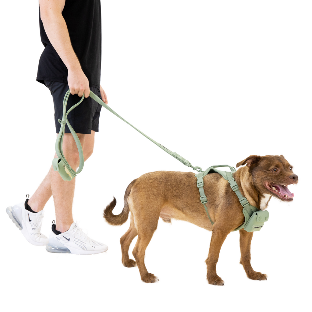 matching dog walking set with adjustable harness