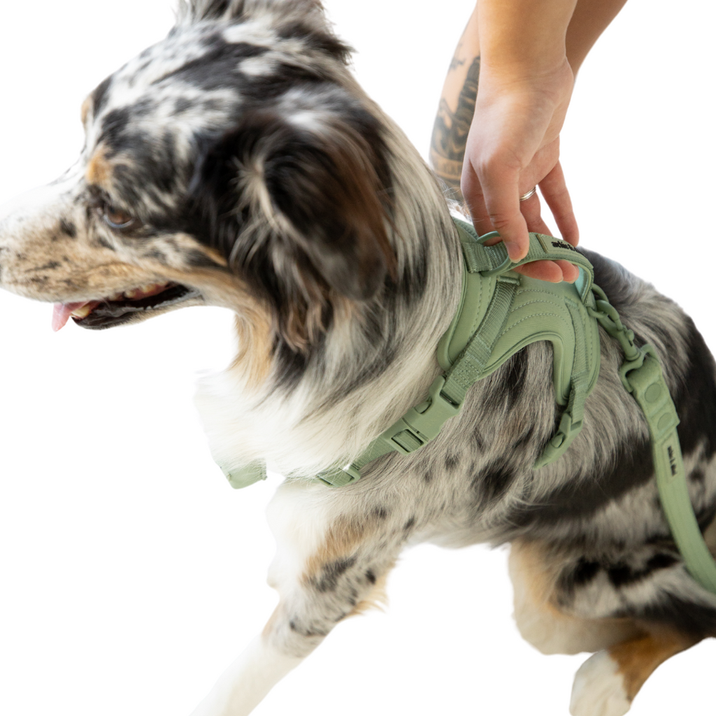 comfortable and adjustable dog vest harness
