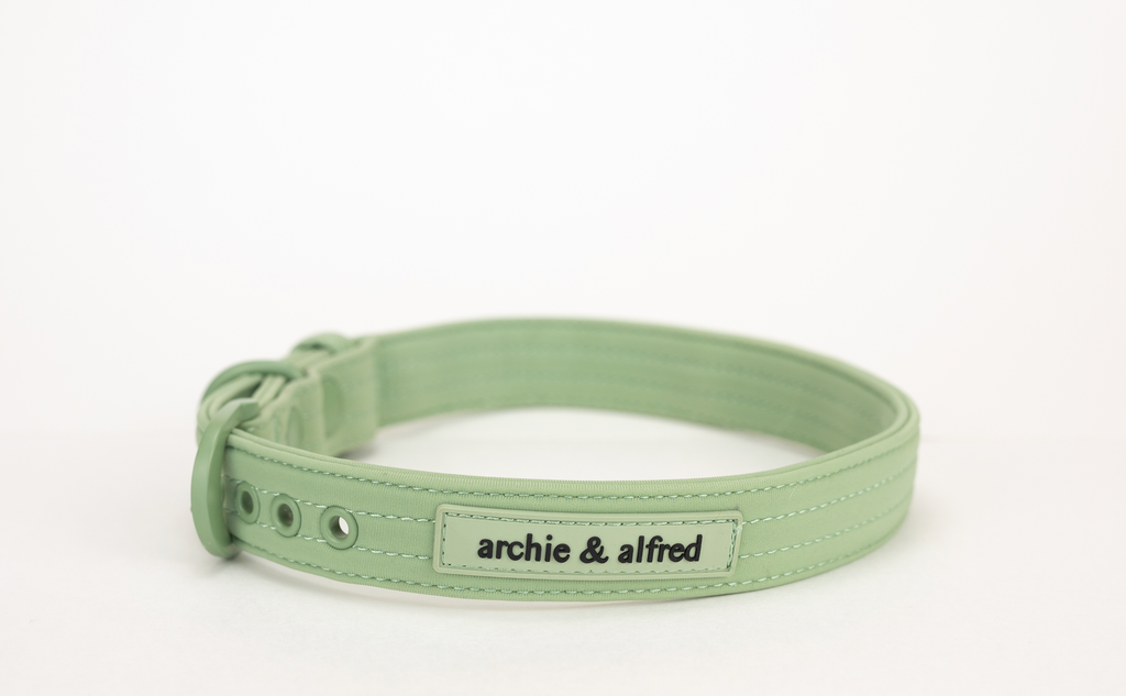 dog collar for puppies