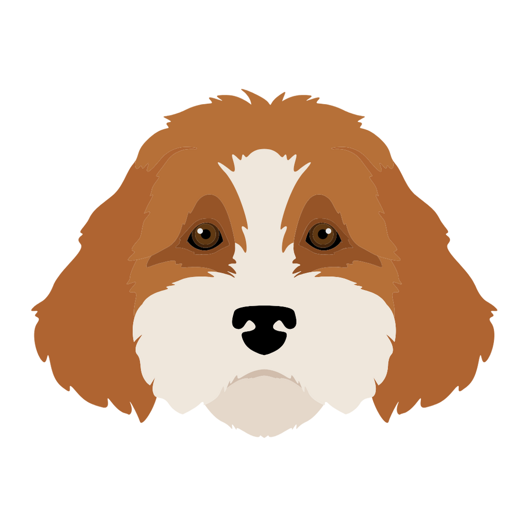 Cartoon cavapoo online
