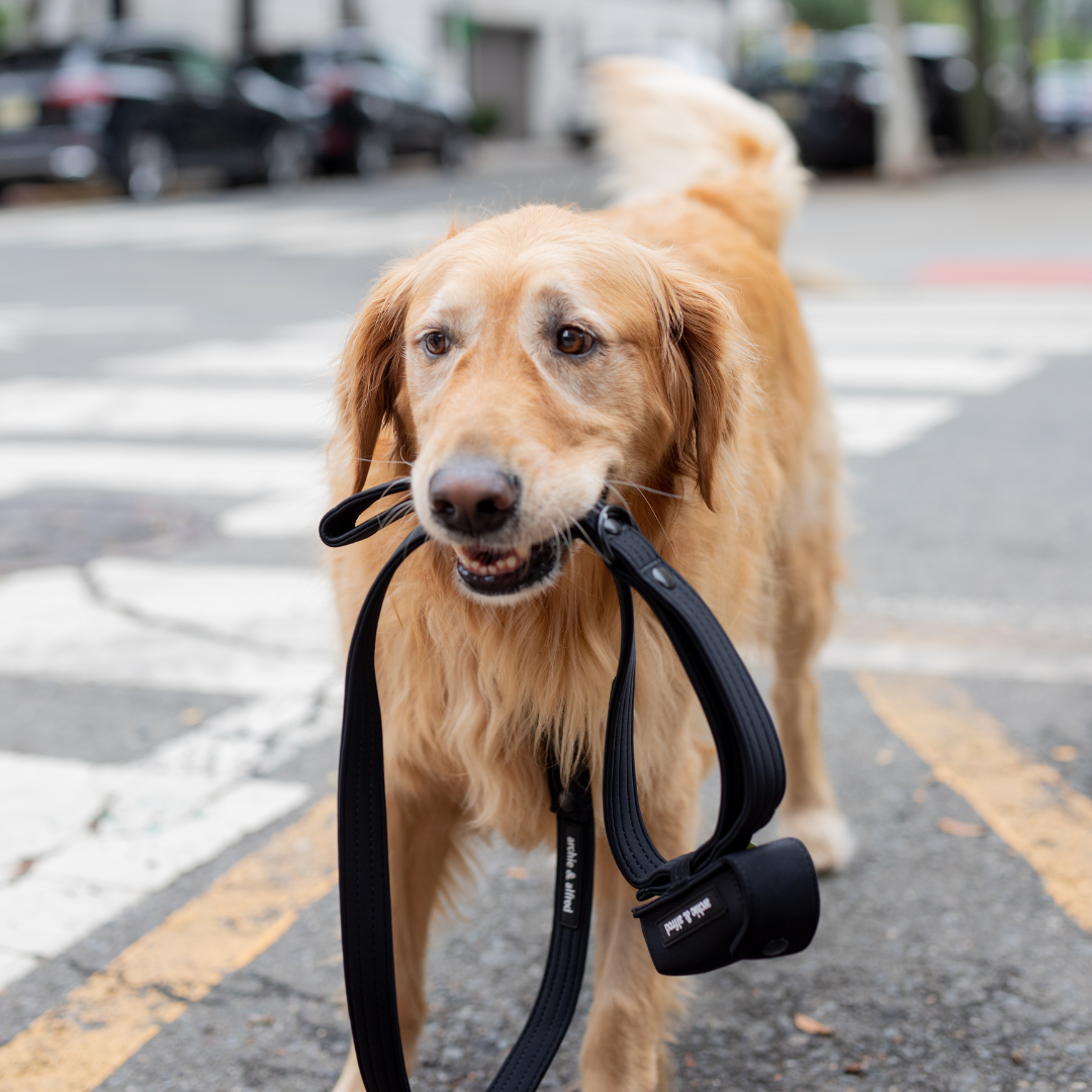 Everyday Dog Leash With Attachable Poop Bag Holder