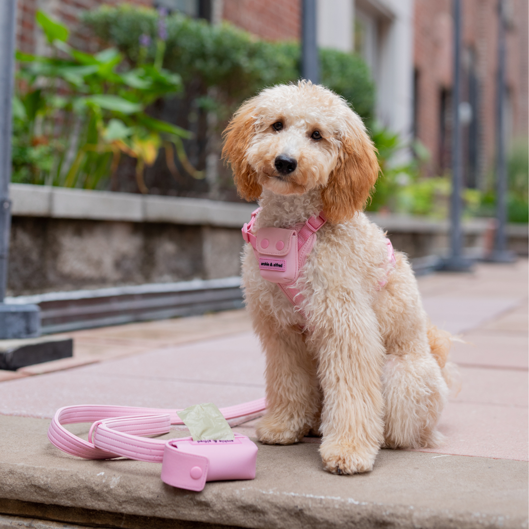 Golden Retriever Best Leash For A Puppy Golden Retriever Best