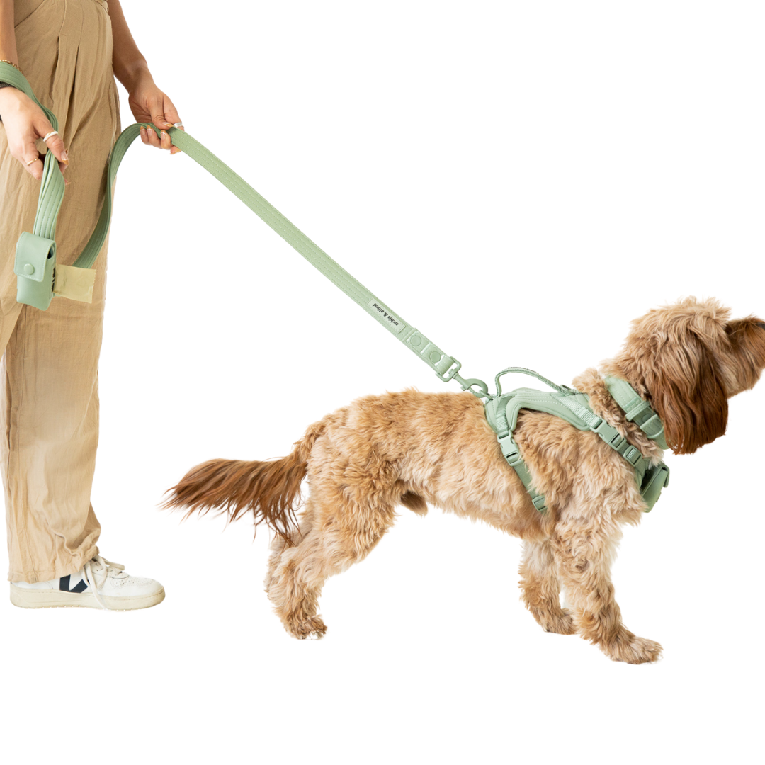 Dog Harness Walking Kit