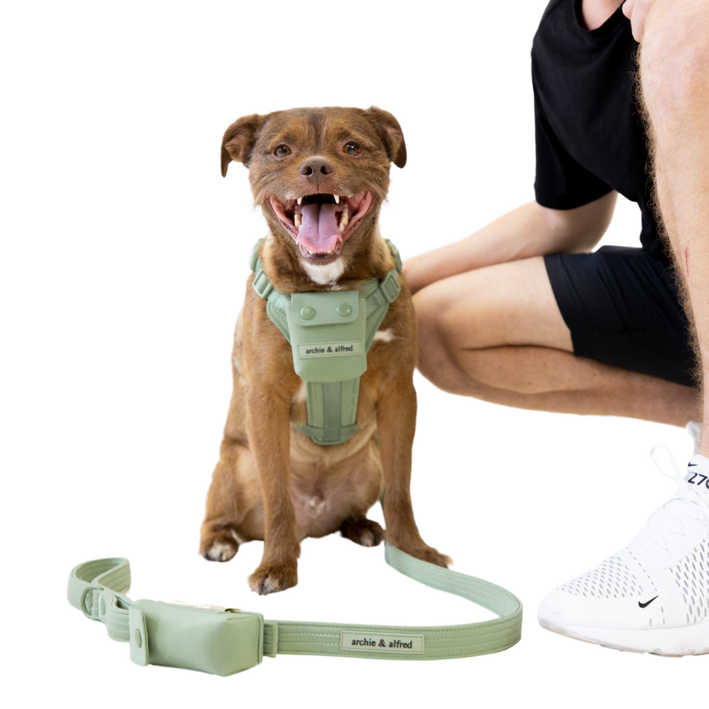 no pull dog harness for large dogs with matching dog leash