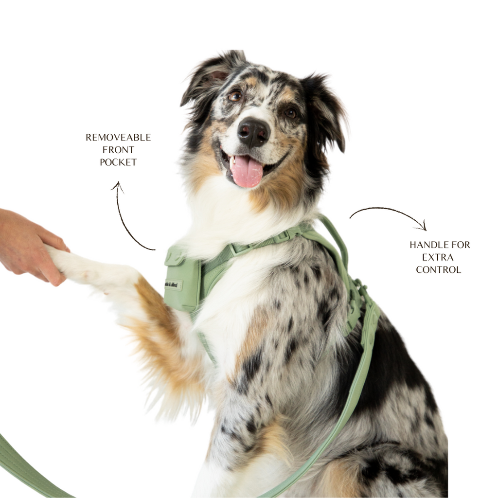 Adjustable dog harness with handle on the back